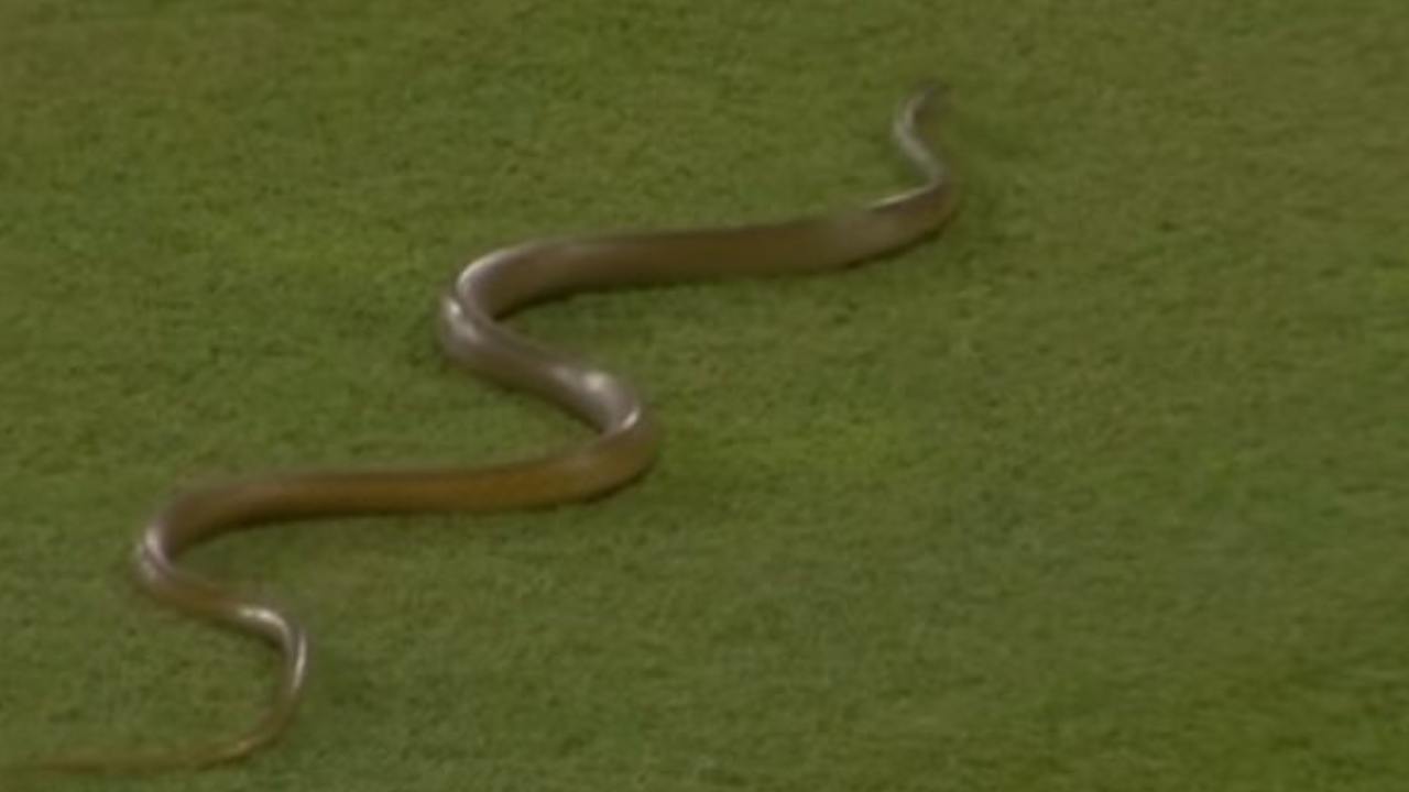 Snake Invades India vs England Test Chaos as Unexpected Guest Halts Live Match Mid Over